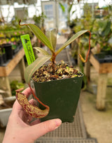 Nepenthes vogelii x ventricosa BE-4593