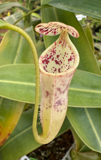 Nepenthes burbidgeae x campanulata BE-3564