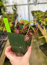 Nepenthes spectabilis x aristolochioides BE-3663