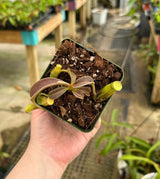 Nepenthes maxima (Dark red/purple wavy-leaf form) BE-3907