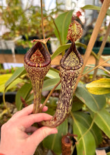 Nepenthes vogelii BE-3256