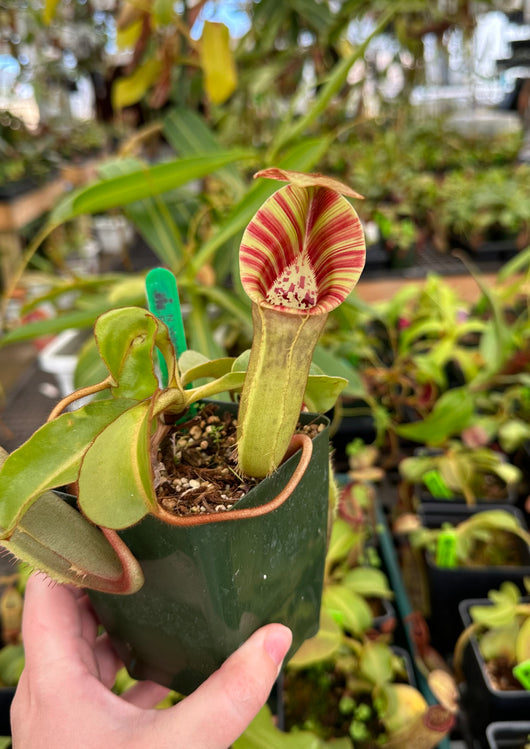 Nepenthes veitchii x lowii BE-4006