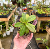 Nepenthes rajah BE-3152
