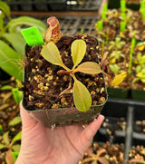 Nepenthes robcantleyi x (aristolochoides x spectabilis) BE-3966