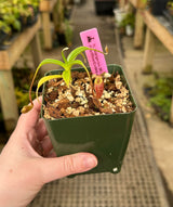 Nepenthes talangensis BE-3835