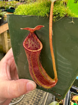 Nepenthes boschiana x lowii BE-4067