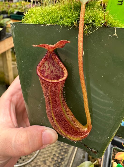 Nepenthes boschiana x lowii BE-4067