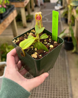 Nepenthes veitchii (Bario form) BE-4033