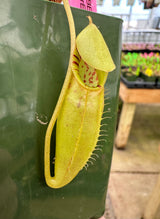 Nepenthes ovata BE-3919