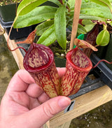 Nepenthes (hamata x glabrata) x tenuis BE-3985 *SPECIMEN*