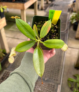 Nepenthes burbidgeae x campanulata BE-3564