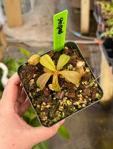 Nepenthes veitchii (Bario form) BE-4033