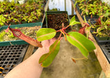 Nepenthes boschiana (EP) x veitchii (Bario striped CK) *SEED-GROWN*