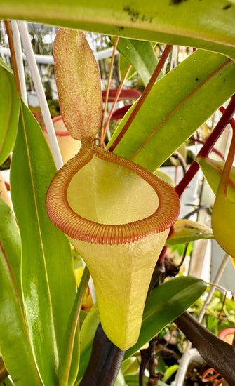 Nepenthes ventricosa x dubia BE-3742 *ROOTED CUTTINGS*