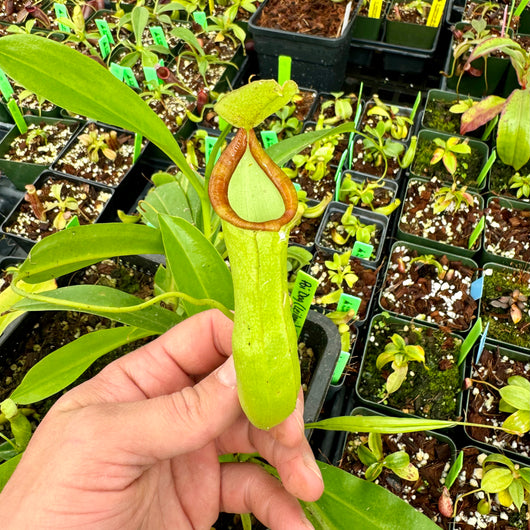 Nepenthes 