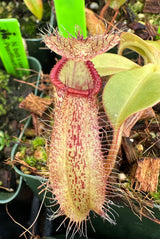 Nepenthes robcantleyi x hamata BE-3958