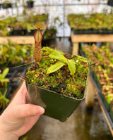 Nepenthes hamata BE-3380 (G. Lumut)