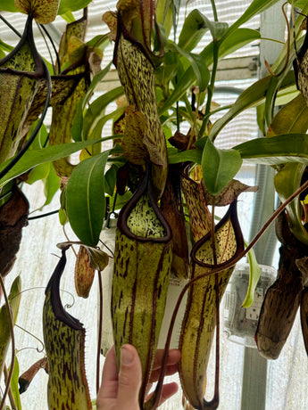 Nepenthes x Fairyland (Leilani Nursery) *ROOTED CUTTINGS*