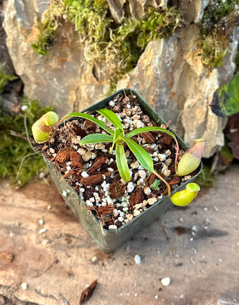 Nepenthes ventricosa (Madja-as) BE-3278