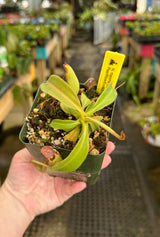 Nepenthes maxima BE-3735