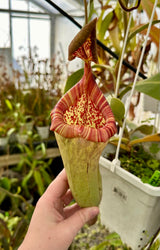 Nepenthes (veitchii x lowii) x platychila BE-3920