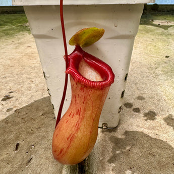 Nepenthes ventricosa (WG) *CONFIRMED FEMALE* *Rooted Cuttings*