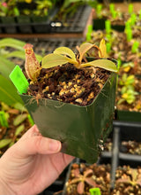Nepenthes robcantleyi x (aristolochoides x spectabilis) BE-3966