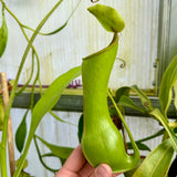 Nepenthes graciliflora *ROOTED CUTTINGS*