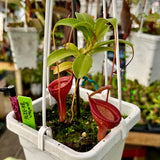 Nepenthes jamban BE-3875