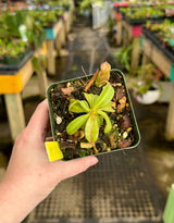 Nepenthes maxima BE-3735
