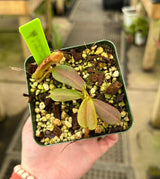 Nepenthes (veitchii x platychila) x platychila BE-4072
