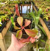 Nepenthes boschiana (EP) x veitchii (Bario striped CK) *SEED-GROWN*