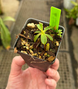 Nepenthes muluensis x lowii BE-3128