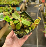 Nepenthes ampullaria x (veitchii x lowii) BE-4027