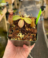 Nepenthes robcantleyi x hamata BE-3958