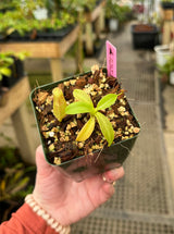 Nepenthes sumadera BE-3172