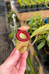 Nepenthes ventricosa x inermis (Wistuba Clone 1) *ROOTED CUTTINGS*