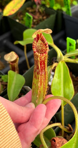 Nepenthes (veitchii x lowii) x platychila BE-3920