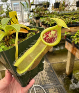 Nepenthes spathulata BE-3175 *CONFIRMED FEMALE*