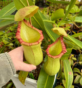 Nepenthes ventricosa x ephippiata *ROOTED CUTTINGS*