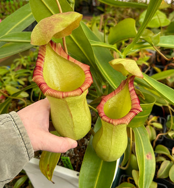 Nepenthes ventricosa x ephippiata *ROOTED CUTTINGS*
