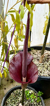 Amorphophallus konjac (dormant corm)
