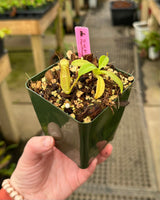 Nepenthes sumadera BE-3172