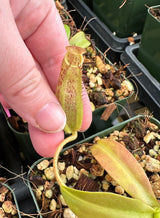 Nepenthes sumadera BE-3172