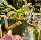 Nepenthes vogelii x ventricosa BE-4593