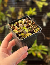 Nepenthes mollis (hurrelliana) BE-3921