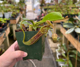 Nepenthes (veitchii x lowii) x platychila BE-3920