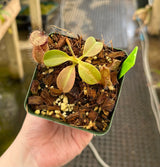 Nepenthes robcantleyi x hamata BE-3958