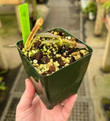 Nepenthes (veitchii x platychila) x platychila BE-4072