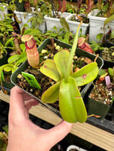 Nepenthes sibuyanensis x hamata BE-3562